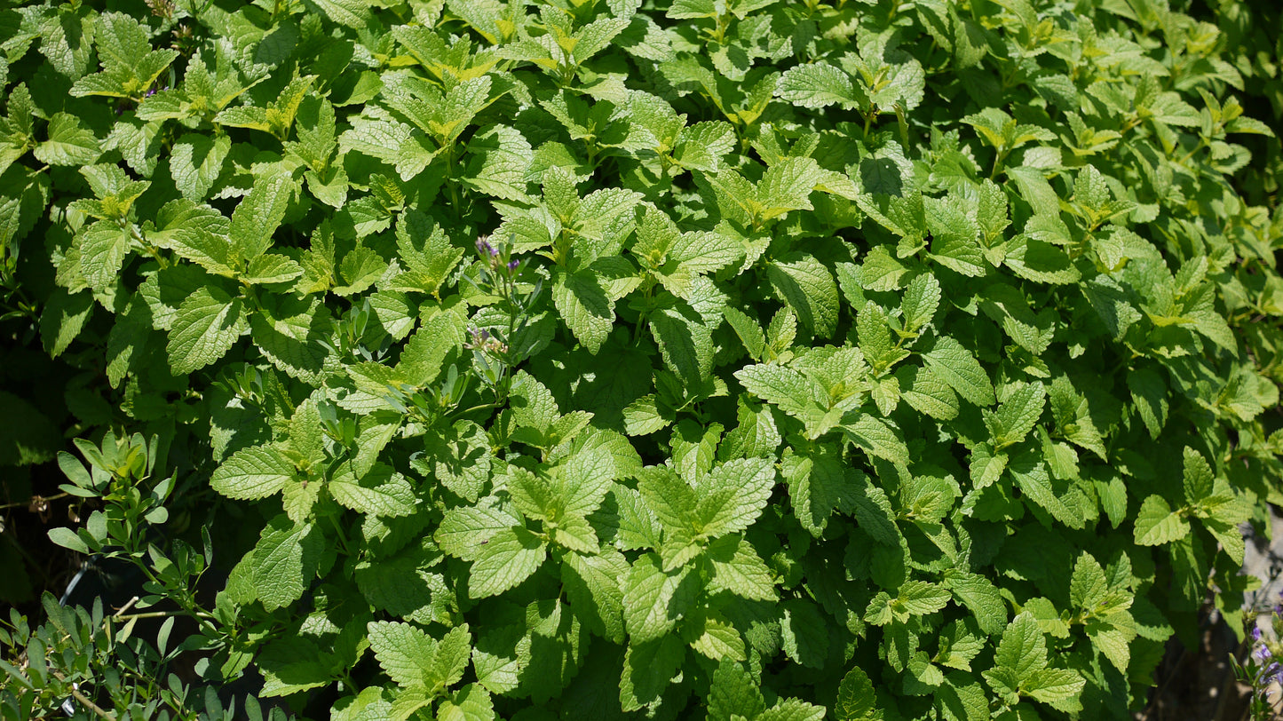 Dried Herbs