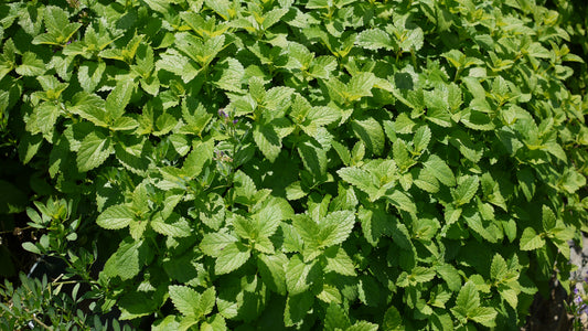 Dried Herbs