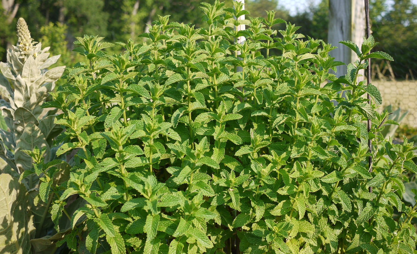 Dried Herbs
