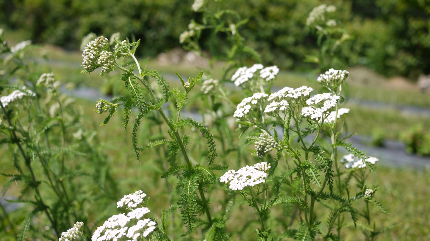 Dried Herbs